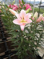 [1787 Fenice 2N No02.JPG]